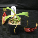 Nepenthes ovata