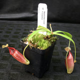 Nepenthes ovata