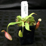 Nepenthes ovata