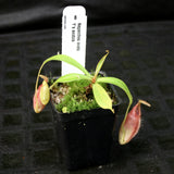 Nepenthes ovata