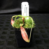 Nepenthes ovata