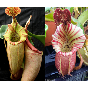 Nepenthes [(maxima x campanulata) x veitchii "The Wave"] x veitchii "Candy Dreams"-Seed Pod