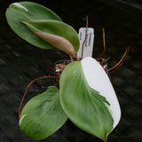 Philodendron 'White Knight'