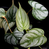 Philodendron brandtianum