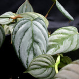 Philodendron brandtianum