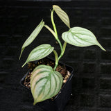 Philodendron brandtianum