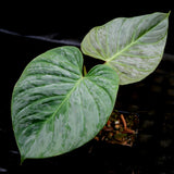 Philodendron Majestic (sodiroi x verrucosum)