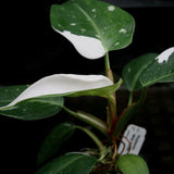 Philodendron 'White Princess'