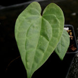 Anthurium forgetii 'Silver' x debilis, CAR-0228