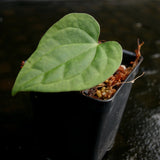 Anthurium forgetii 'Silver' x debilis, CAR-0228