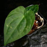 Anthurium forgetii 'Silver' x debilis, CAR-0228