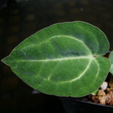 Anthurium crystallinum 'Dark' x carlablackiae, CAR-0229