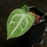 Anthurium crystallinum 'Dark' x carlablackiae, CAR-0229