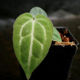 Anthurium crystallinum 'Dark' x carlablackiae, CAR-0229