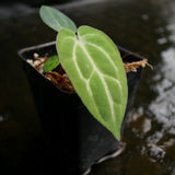 Anthurium crystallinum 'Dark' x carlablackiae, CAR-0229