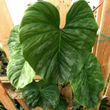 Philodendron Majestic (sodiroi x verrucosum)