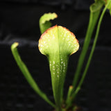 Sarracenia 'Green Monster'