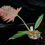 Philodendron Pluto (reverted Caramel Marble)