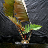 Philodendron Pluto (reverted Caramel Marble)