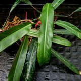 Philodendron bicolor