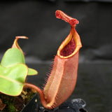 Nepenthes veitchii (#5 x "The Wave"), CAR-0062