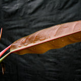 Philodendron bicolor