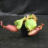 Nepenthes veitchii (#5 x "Pink Candy Cane"), CAR-0102