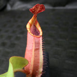 Nepenthes veitchii (#5 x "Pink Candy Cane"), CAR-0102