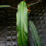 Philodendron bicolor