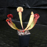 Sarracenia x Swaniana