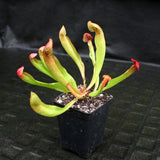 Sarracenia x Swaniana