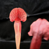 Sarracenia x Swaniana