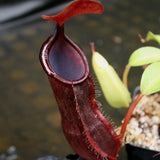 Nepenthes spathulata x tobaica, BE-3794