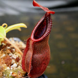 Nepenthes spathulata x diabolica, BE-3983