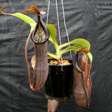 Nepenthes maxima x ramispina, BE-3740