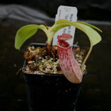 Nepenthes tiveyi "Sarawak Red"