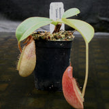 Nepenthes tiveyi "Sarawak Red"