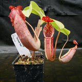 Nepenthes tiveyi "Sarawak Red"