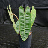 Philodendron billietiae