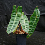 Philodendron billietiae