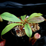 Nepenthes veitchii JB x mira, variegated, CAR-0230