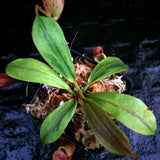 Nepenthes veitchii JB x mira, variegated, CAR-0230