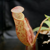 Nepenthes veitchii JB x mira, variegated, CAR-0230