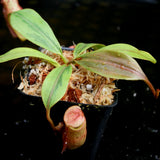 Nepenthes veitchii JB x mira, variegated, CAR-0230