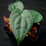 Anthurium crystallinum Dark x luxurians, CAR-0231