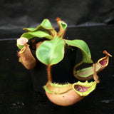 Nepenthes veitchii (#5 x "The Wave"), CAR-0062