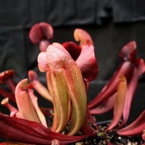 Sarracenia x Swaniana