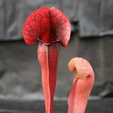 Sarracenia x Swaniana