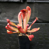 Sarracenia x Swaniana