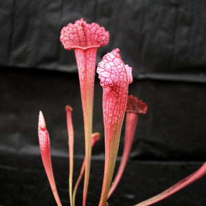 Sarracenia 'Juthatip Soper' Wholesale